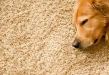 Khử mùi chất bài tiết của chó mèo trên thảm